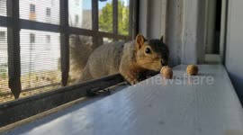 Squirrel Entering an apartment window for peanuts