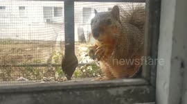 Squirrel close up feeding at apartment window