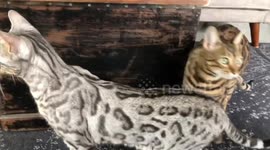 Silver Bengal meets his new baby brother