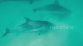 Besties! Amazing moment Australian surfer hangs out with bottlenose dolphin friends