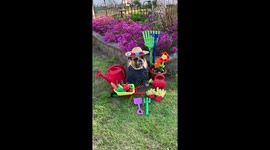 Discount gardening services available. Currently accepting all forms of dog treats.