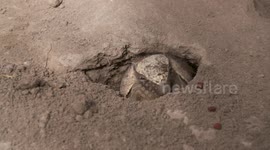 Watch this cute dwarf armadillo crawl out of a hole