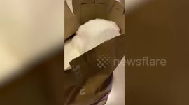Chubby Kitten Curls Up Inside Paper Bag