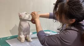 Pet Groomer Distracts Kitten With Food To Cut Its Hair