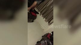 Dog Keeps Wild Snake Out Of Family Home
