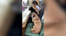 Three Pet Dogs Watch Schoolgirl Do Her Homework