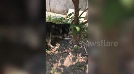 Heartbroken Mother Husky Buries Her Dead Puppy