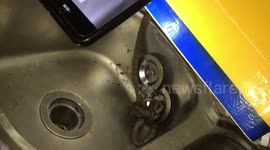 Vietnamese Man Finds Snake Eating Frog In Kitchen Sink
