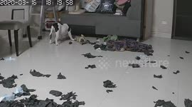 Pet American Bully Caught On CCTV Messing Up Living Room