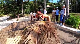 Baby Turtles Hatch And Walk Into Sea On Thai Island