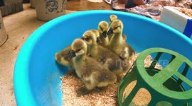 Man explores market selling ducklings in 'poorest part of China'