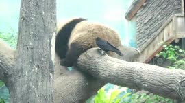 Cheeky! Crow won't stop pecking pandas' bottoms