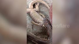 Gruesome moment king cobra eats huge monitor lizard