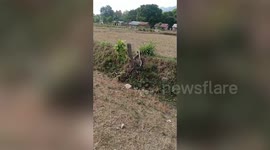 Massive king cobra swallows another snake, later rescued from northern India