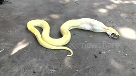 Albino Burmese python swallows rooster.WHOLE after raiding chicken farm