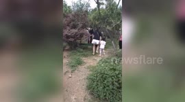 Strange moment woman forces peacock to take photo in China