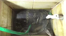 Thai family shocked after finding huge monitor lizard in bathroom water tank