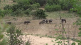 The real Story, Lions and Buffalo. What takes place in the build up to a successful hunt