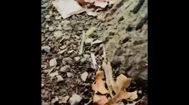 Two men surprised by a colourful leggy critter