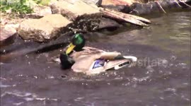 Duck drama