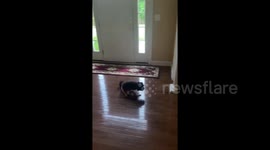 Curious paralyzed dog in Kansas