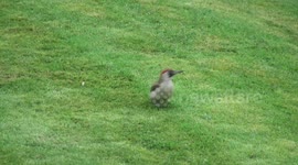 Green woodpecker probing for ants in lawn, plus robin and grey squirrel, garden wildlife in Stroud.
