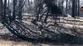 Cars and home burned during Florida fires