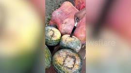 Officials seize contraband worth $703 stuffed inside pumpkins from Indo-Bangladesh border