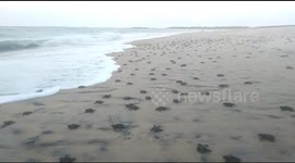 Tens of millions of sea turtles hatch in northern India