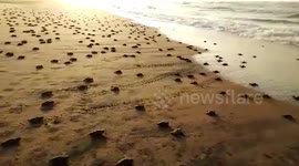 At least 20 million Olive Ridley turtles hatch from eggs, make their way to sea in eastern India