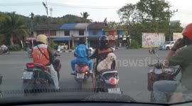 Cute dog rides on the back of motorcycle during rush hour traffic