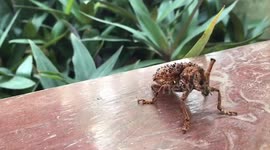 Bizarre little bug wanders curiously across Buddhist monk's bedroom balcony