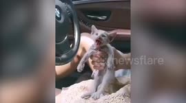 Driver rescues injured kitten from busy motorway