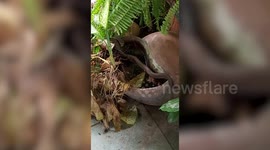 Kukri snake steals frog from garden water pot
