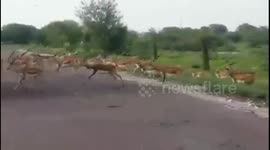 Thousands of blackbucks were seen claiming the human habitat amidst COVID-19 lockdown in Southern East India.