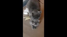 Boy sees cats mating and says the funniest thing..