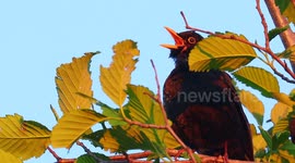 Last song of the day for this male Blackbird in Leeds