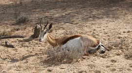 birth of new life in kgalagadi. springbuck