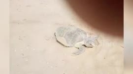 Fascinating moment turtle prepares nest to lay eggs in eastern India