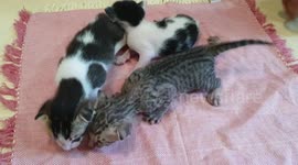 Three Little Kittens