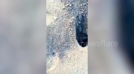 Turtle hatchlings emerge from nest in eastern India's Odisha