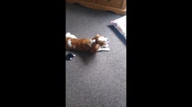 Dog acting cute and crazy