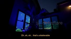 Aussie family turns their home into a huge aquarium for Mothers Day!