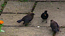 Blackbird dad tries to feed youngsters without success