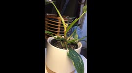 Timelapse records growth of philodendron white princess house plant