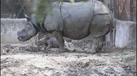 Baby rhino born at India's Patna zoo takes first steps
