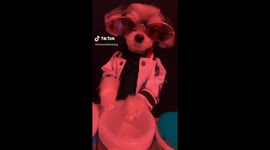 Dog DJ's Every Friday at CLUB QUARANTINE