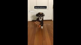 Special Delivery