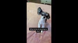 Dog Meeting