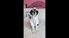 DOG MODELS PROM DRESS